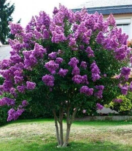 Lagerstroemia indica 'Powhatan'